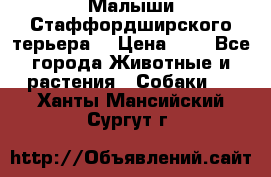 Малыши Стаффордширского терьера  › Цена ­ 1 - Все города Животные и растения » Собаки   . Ханты-Мансийский,Сургут г.